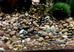Naturkies Rio Negro (5-8 mm)