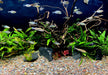 Naturkiesmischung Amazonas (1-8 mm)
