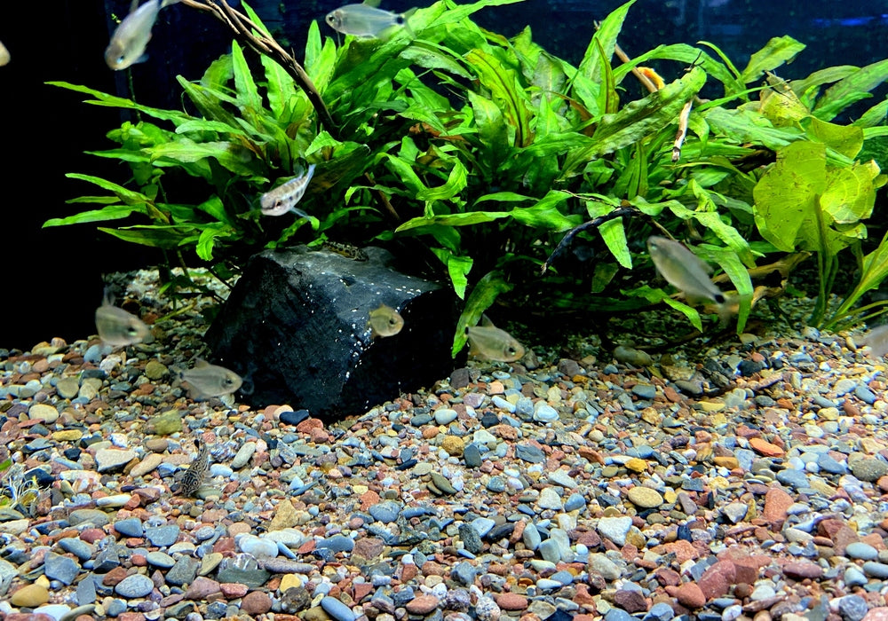 Naturkiesmischung Amazonas (1-8 mm)