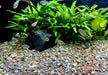 Naturkiesmischung Amazonas (1-8 mm)