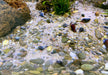 Naturkiesmischung Malawi (1-6 mm) 