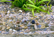 Naturkiesmischung Malawi (1-6 mm)