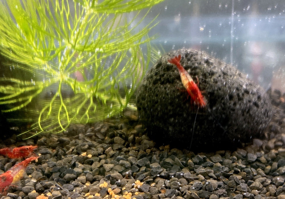 Red Rili Zwerggarnele - Neocaridina davidi "red rili" aqua-teck