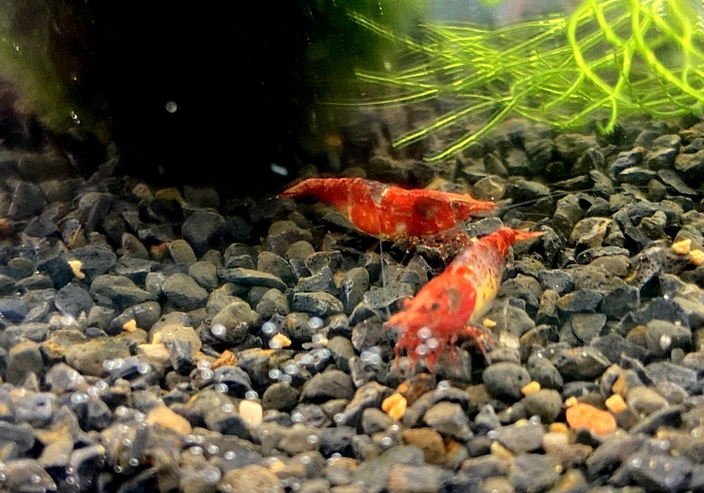 Red Rili Zwerggarnele - Neocaridina davidi "red rili" aqua-teck