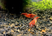Red Rili Zwerggarnele - Neocaridina davidi "red rili" aqua-teck