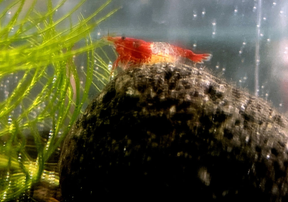 Red Rili Zwerggarnele - Neocaridina davidi "red rili" aqua-teck