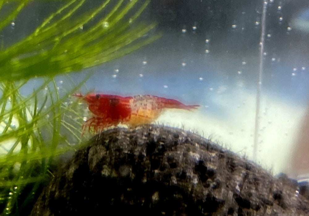 Red Rili Zwerggarnele - Neocaridina davidi "red rili" aqua-teck