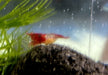 Red Rili Zwerggarnele - Neocaridina davidi "red rili" aqua-teck