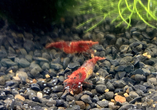 Red Rili Zwerggarnele - Neocaridina davidi "red rili" aqua-teck