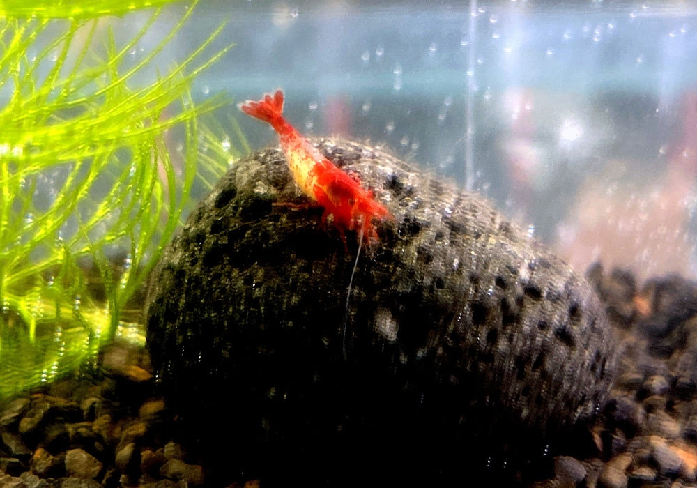 Red Rili Zwerggarnele - Neocaridina davidi "red rili" aqua-teck