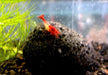 Red Rili Zwerggarnele - Neocaridina davidi "red rili" aqua-teck