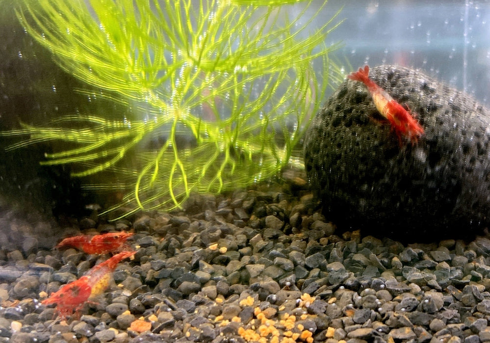 Red Rili Zwerggarnele - Neocaridina davidi "red rili" aqua-teck