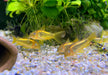 Neon-Goldstreifenpanzerwels (CW10) - Osteogaster aenea