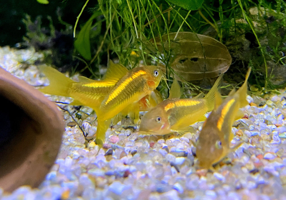 Neon-Goldstreifenpanzerwels (CW10) - Osteogaster aenea