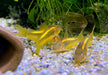 Neon-Goldstreifenpanzerwels (CW10) - Osteogaster aenea