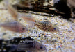 Netzpanzerwels - Brochis (Corydoras) reticulatus