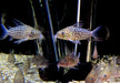 Netzpanzerwels - Brochis (Corydoras) reticulatus