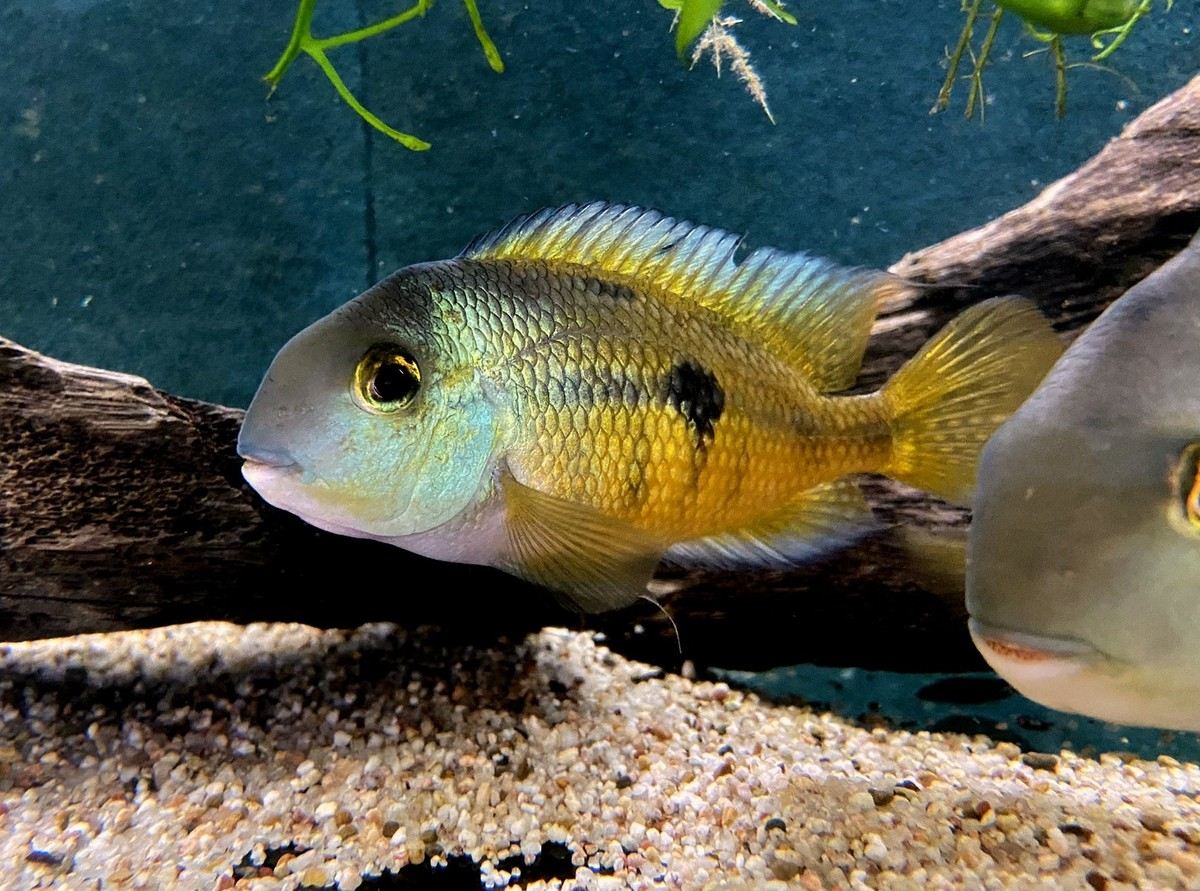 Zierfisch im Aquarium