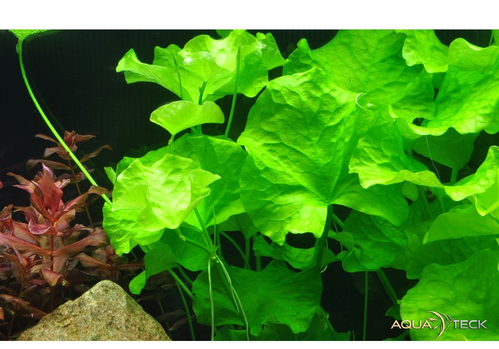 Nymphoides hydrophylla 'Taiwan' aqua-teck