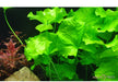 Nymphoides hydrophylla 'Taiwan' aqua-teck
