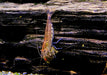 Orange Amanogarnele - Caridina japonica Orange
