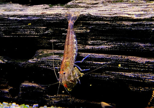 Orange Amanogarnele - Caridina japonica Orange