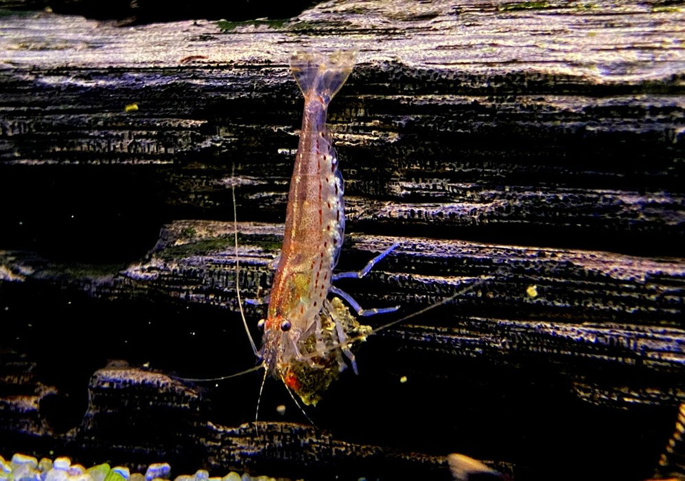 Orange Amanogarnele - Caridina japonica Orange