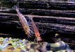 Orange Amanogarnele - Caridina japonica Orange