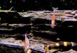 Orange Amanogarnele - Caridina japonica Orange