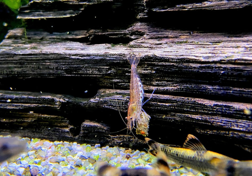 Orange Amanogarnele - Caridina japonica "Orange"