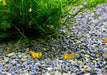 Orange Fire Zwerggarnele - Neocaridina davidi 'orange fire'