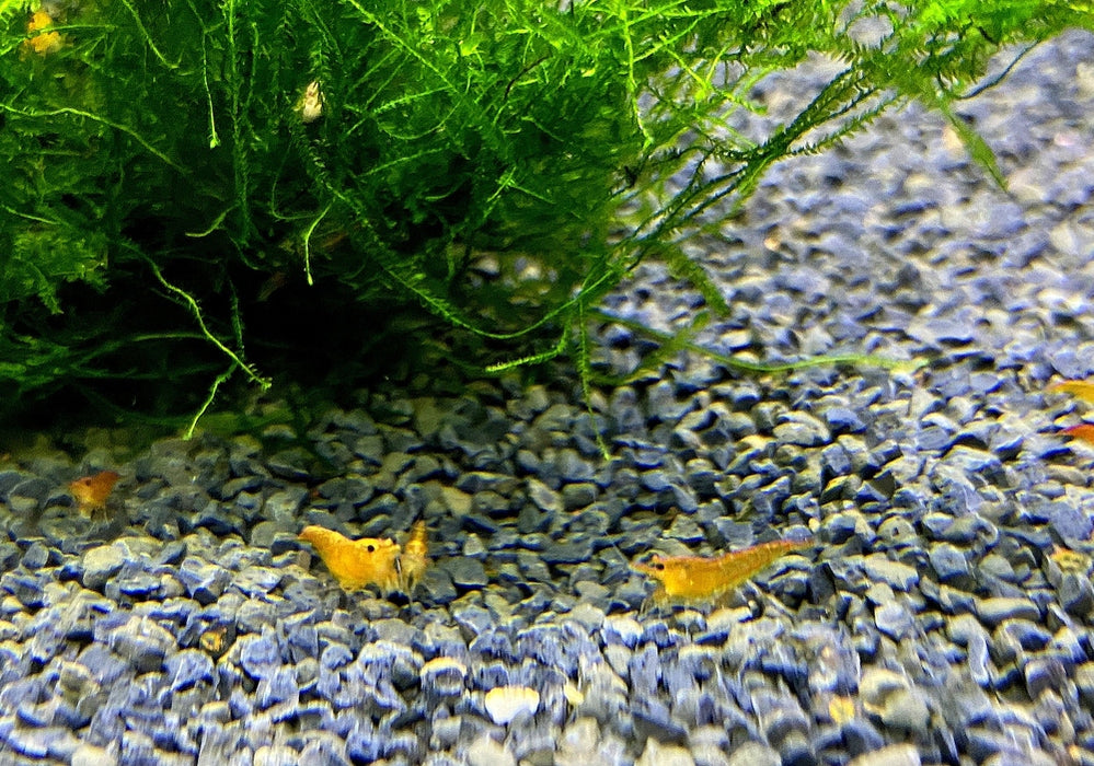 Orange Fire Zwerggarnele - Neocaridina davidi 'orange fire'