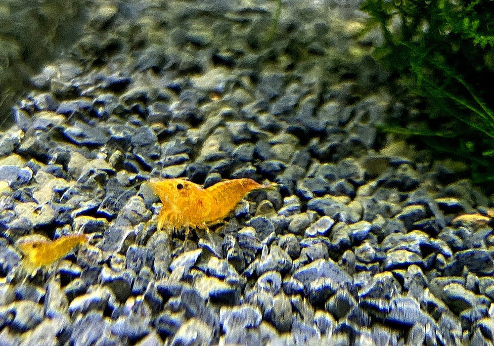 Orange Fire Zwerggarnele - Neocaridina davidi 'orange fire'