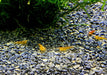 Orange Fire Zwerggarnele - Neocaridina davidi 'orange fire'