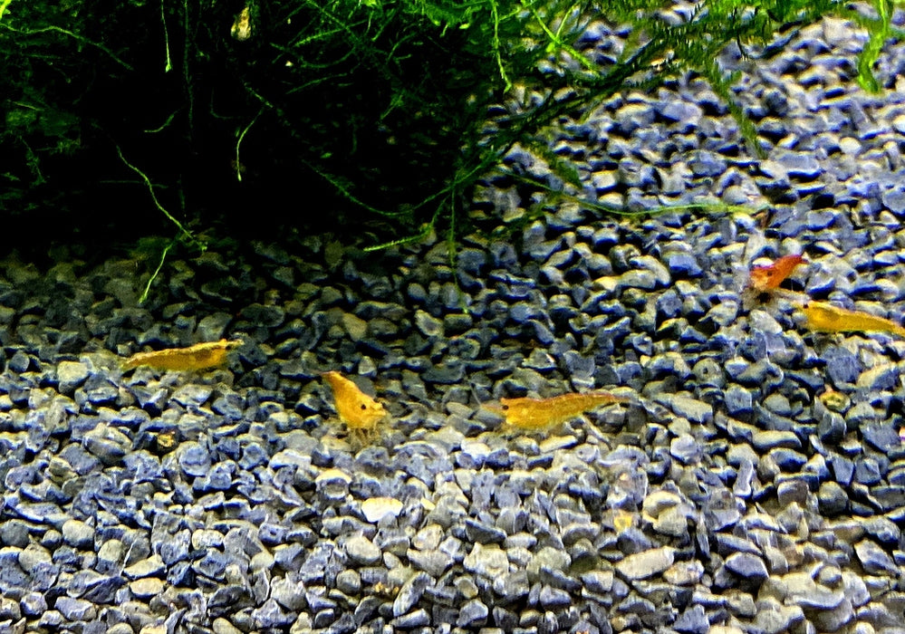 Orange Fire Zwerggarnele - Neocaridina davidi 'orange fire'