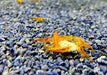 Orange Fire Zwerggarnele - Neocaridina davidi 'orange fire'