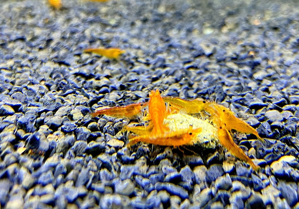 Orange Fire Zwerggarnele - Neocaridina davidi 'orange fire'