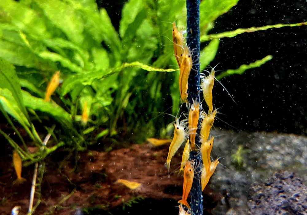 Orange Mandaringarnele - Caridina thambipillai