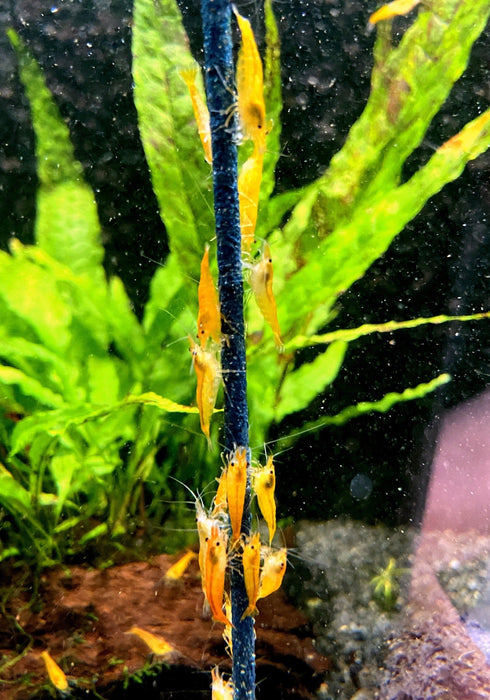 Orange Mandaringarnele - Caridina thambipillai
