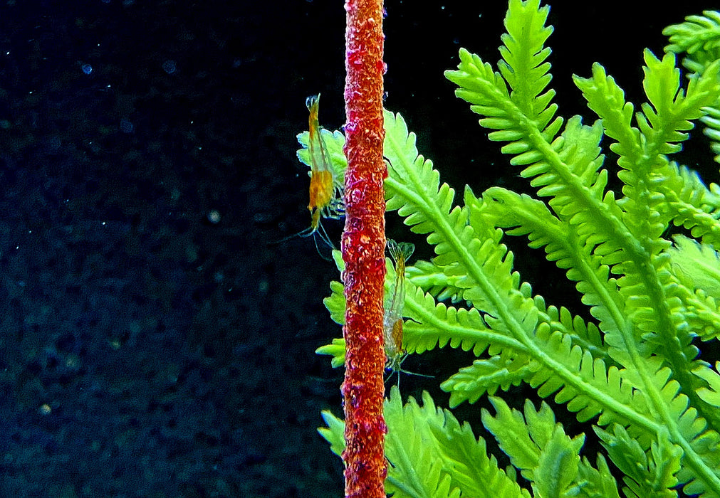 Orange Rili Zwerggarnele - Neocaridina davidi 'orange rili'