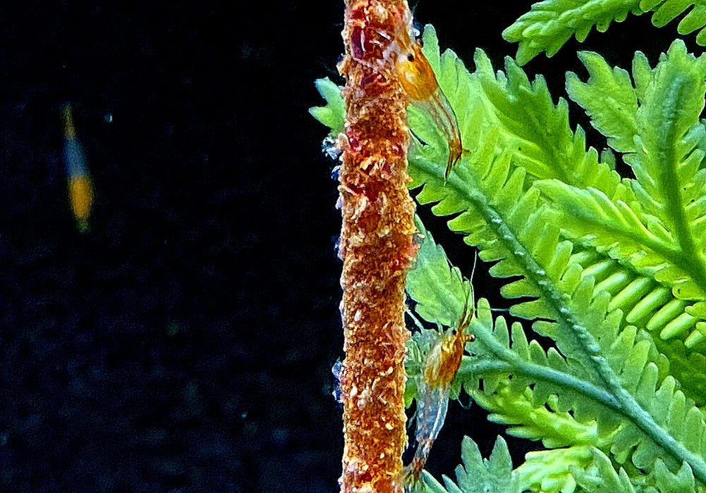 Orange Rili Zwerggarnele - Neocaridina davidi 'orange rili'