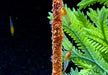 Orange Rili Zwerggarnele - Neocaridina davidi 'orange rili'