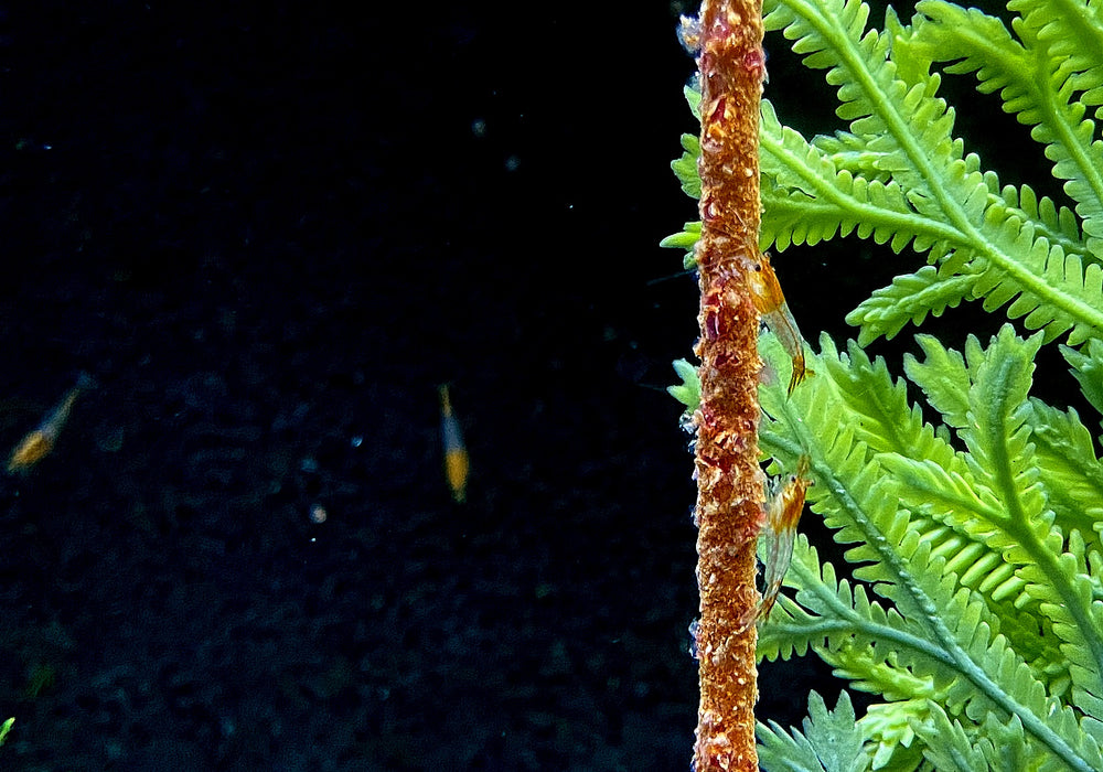 Orange Rili Zwerggarnele - Neocaridina davidi 'orange rili'