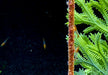 Orange Rili Zwerggarnele - Neocaridina davidi 'orange rili'