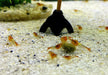 Orange Rili Zwerggarnele - Neocaridina davidi 'orange rili'