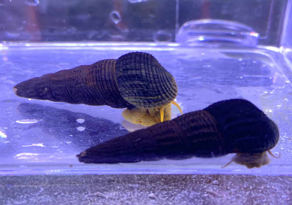 Orangene Felsenschnecke L - Tylomelania sp. aqua-teck