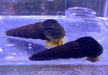 Orangene Felsenschnecke L - Tylomelania sp. aqua-teck
