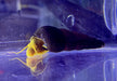 Orangene Felsenschnecke L - Tylomelania sp. aqua-teck