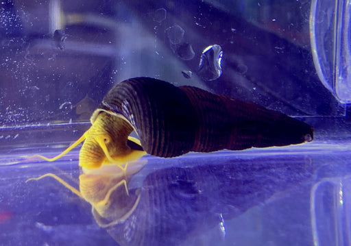 Orangene Felsenschnecke L - Tylomelania sp. aqua-teck