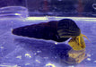 Orangene Felsenschnecke L - Tylomelania sp. aqua-teck